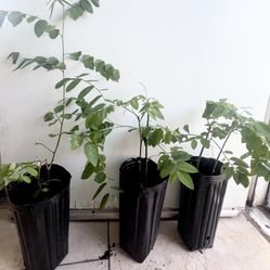 Cây Bồ Ngót Katuk Sweet Leaf Plant