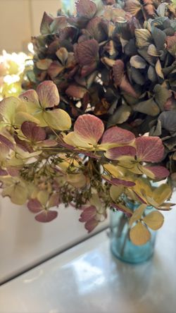 3 Dried Hydrangea Bouquets $5 Jars not included.
