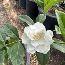 Gardenia Bush