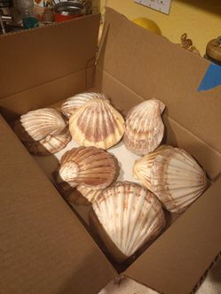 Beautiful seashells
