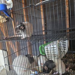 Cage Free W/ Whats Inside 