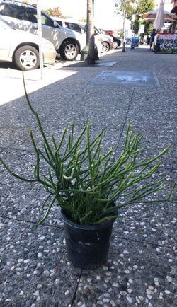 Pencil bamboo for outdoor plants only for outdoor