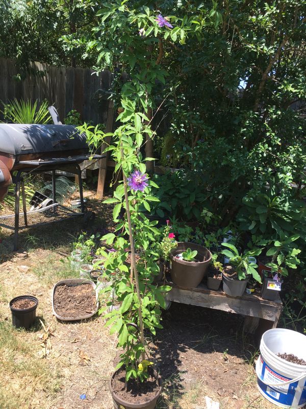 Enredadera / Climbing Plant for Sale in Fort Worth, TX