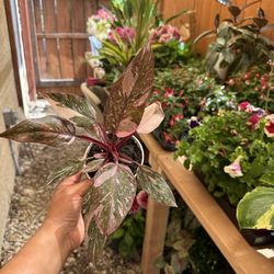 Philodendron ‘pink princess’ 4” pot