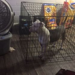 Dog kennel extra large