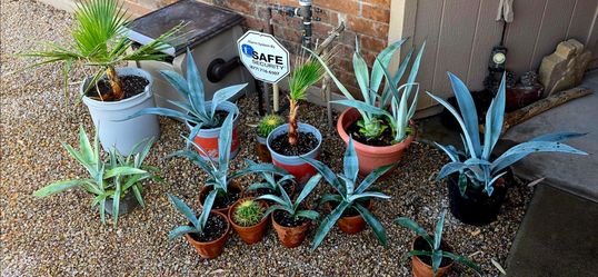PLANTS  Blue Agave, Agave, Palms, Barrel  Cactus