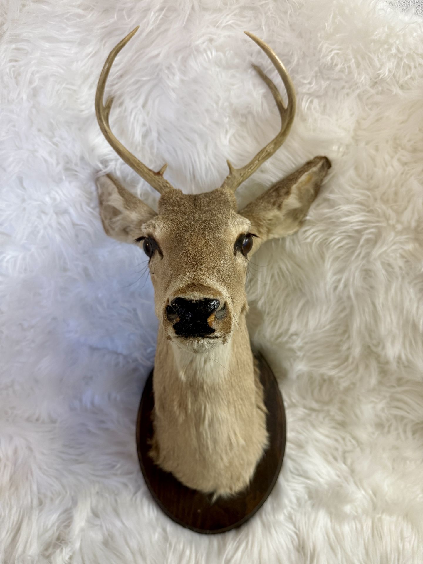 Deer head and wall mount - taxidermy - oddities and curiosities