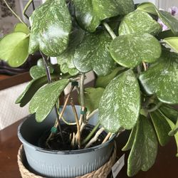 $5 Each Keri Hoyas Leaf