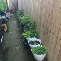 Green House Organic Vegetable Plants 