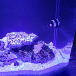 Pico 3.5 gallon Mini Reef Saltwater Setup 