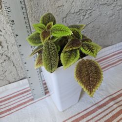 Pilea Moon Valley Plant 