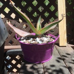 Aloe plant