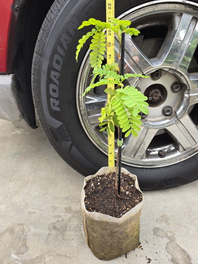 Tamarind Tree