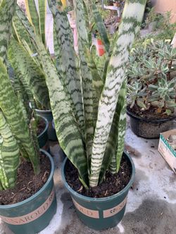 Snake Plants 🪴