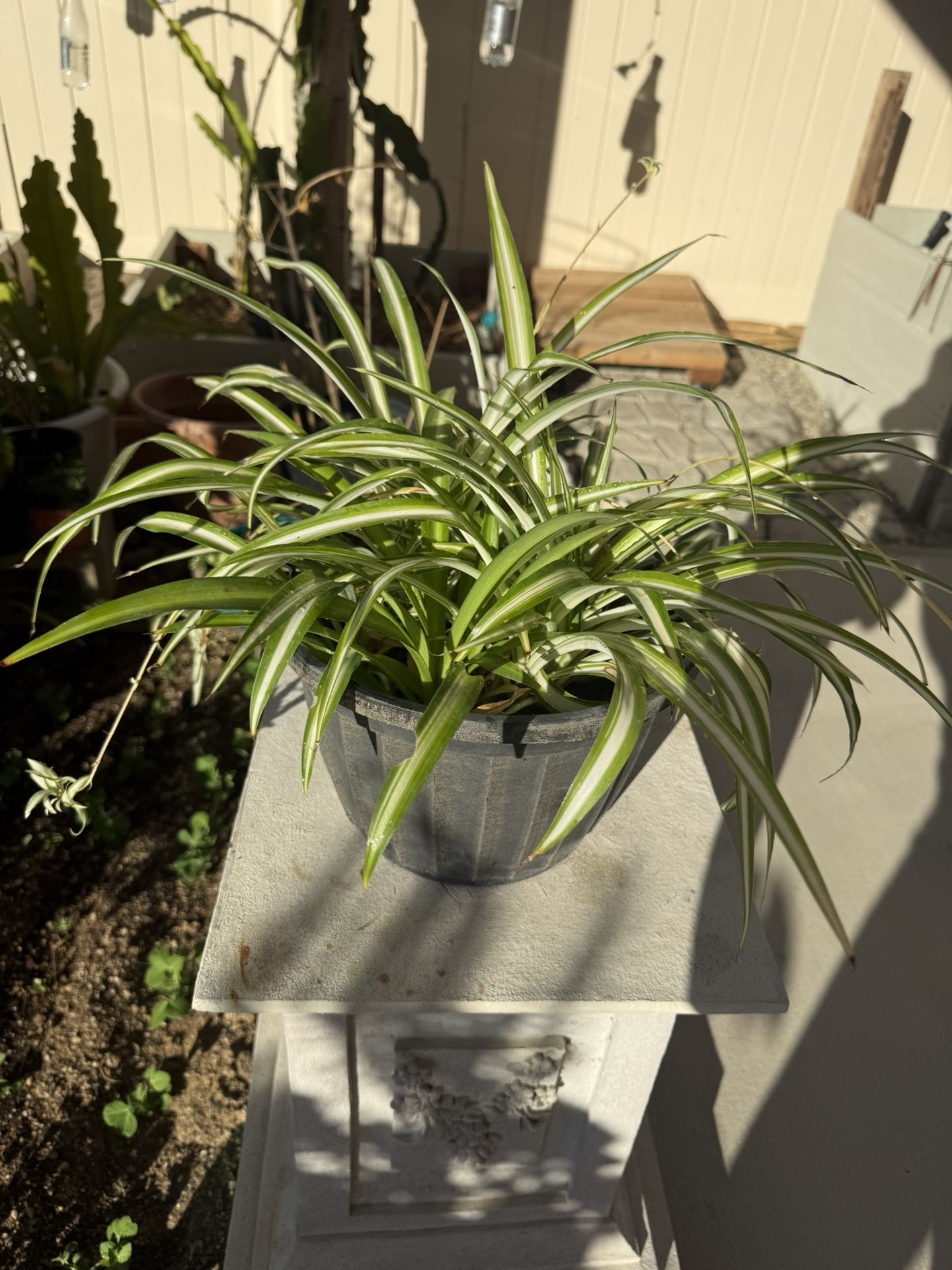 Spider Plant Air Purifier