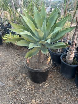 Large Agave Plant in Black Nursery Pot