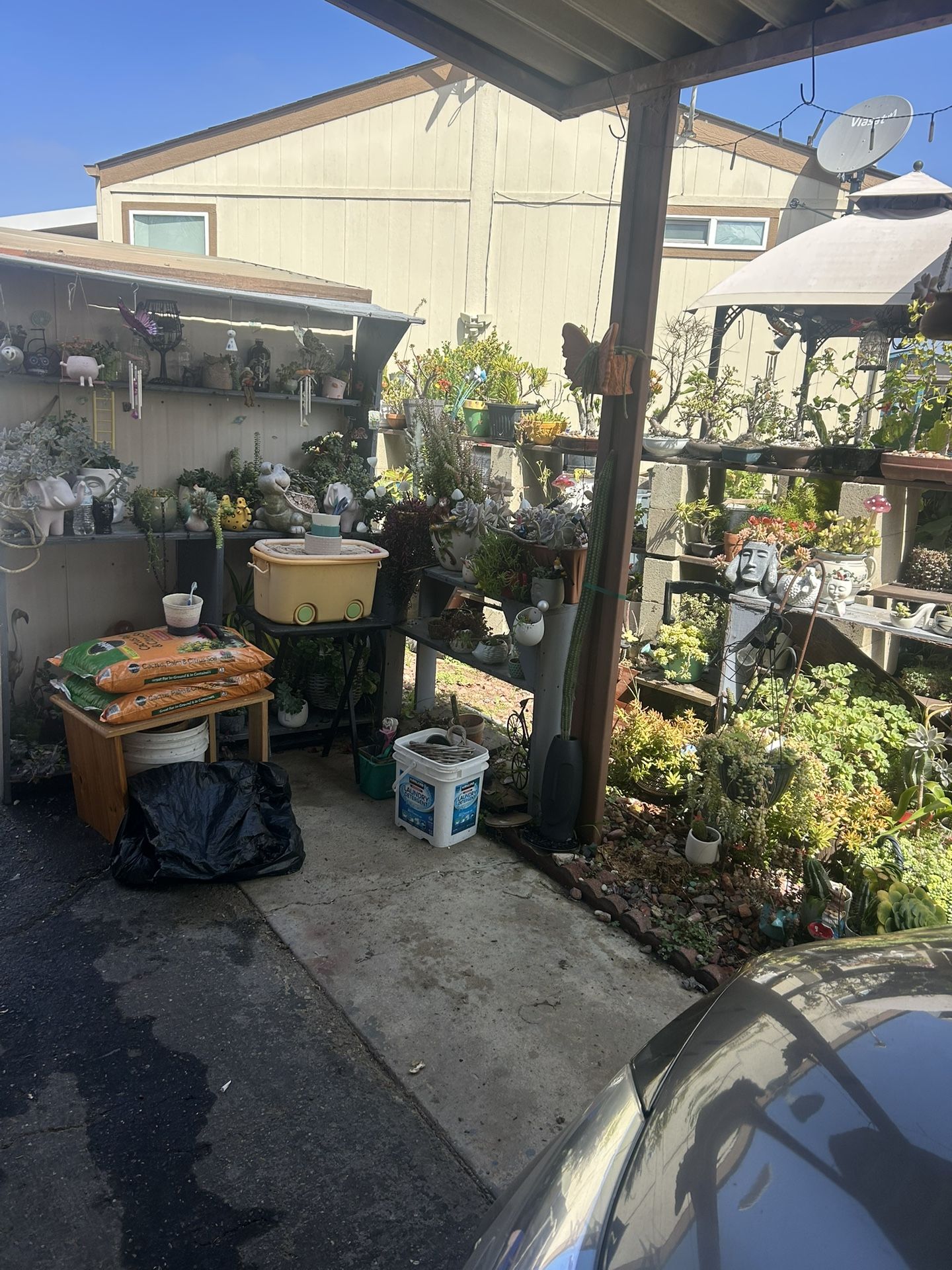 Suculent Plants Liquidation