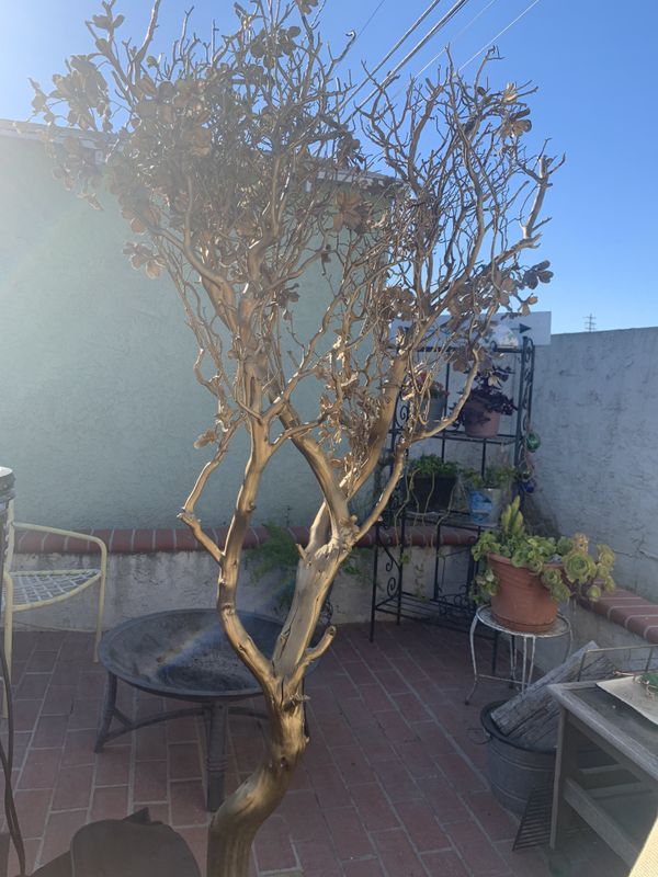 Decorative manzanita tree for Sale in Santa Fe Springs, CA OfferUp