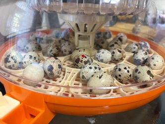 Fresh Quail Eggs! Fertile and Eating