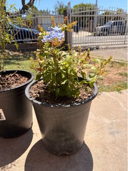 5 gallon flowers