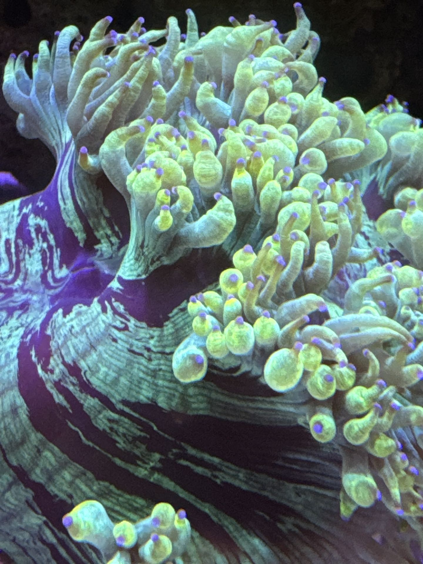 Artificial Elegance Coral