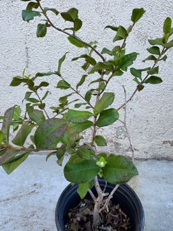 Fruiting pitangatuba tropical fruit tree!