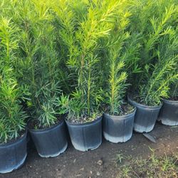 Beautiful And Fertilized Podocarpus Plants!!! Excellent For Privacy!!! 3 Feet Tall 