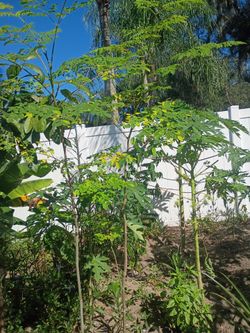 Moringa plant $25 big