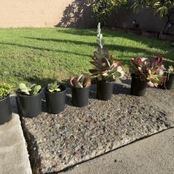 Succulents 
