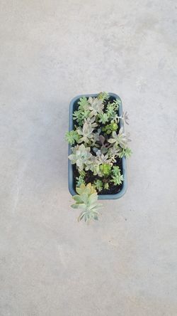 succulents