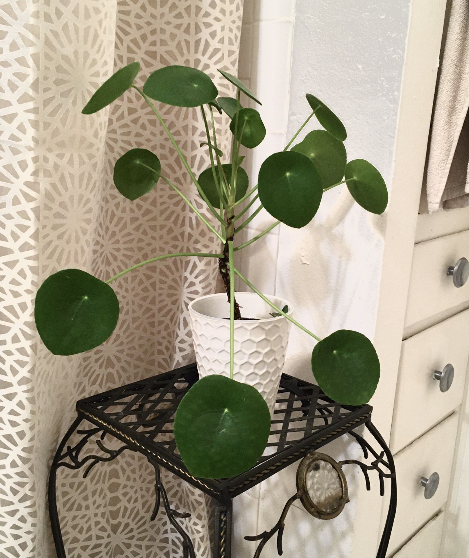 House Plant with Pot: Pilea peperomioide