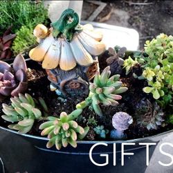 SUCCULENT PLANT SALE THIS WEEK IN SAN LORENZO..CONTACT Me FOR APPT