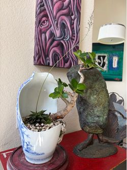 Ficus bonsai