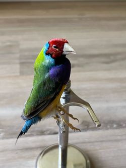 Gouldian Finch Taxidermy Full Bird Mount Colorful