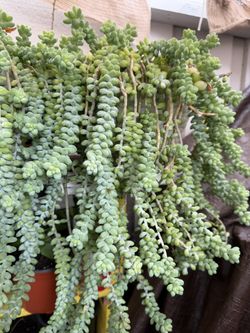 Donkey tail Plant