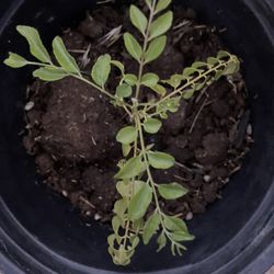 Curry Plant 