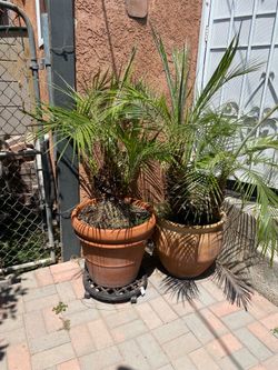Potted Pygmy Palm Trees - $100 Each