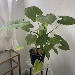 Alocasia Plant