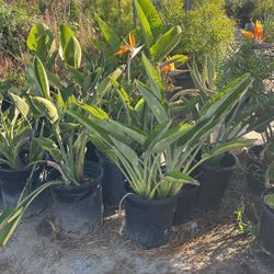 Birds Of Paradise Plants