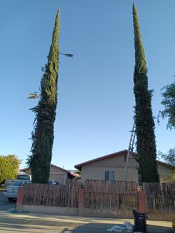 Cypress Pine Tree Trimm