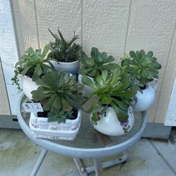 Beautiful Succulents 