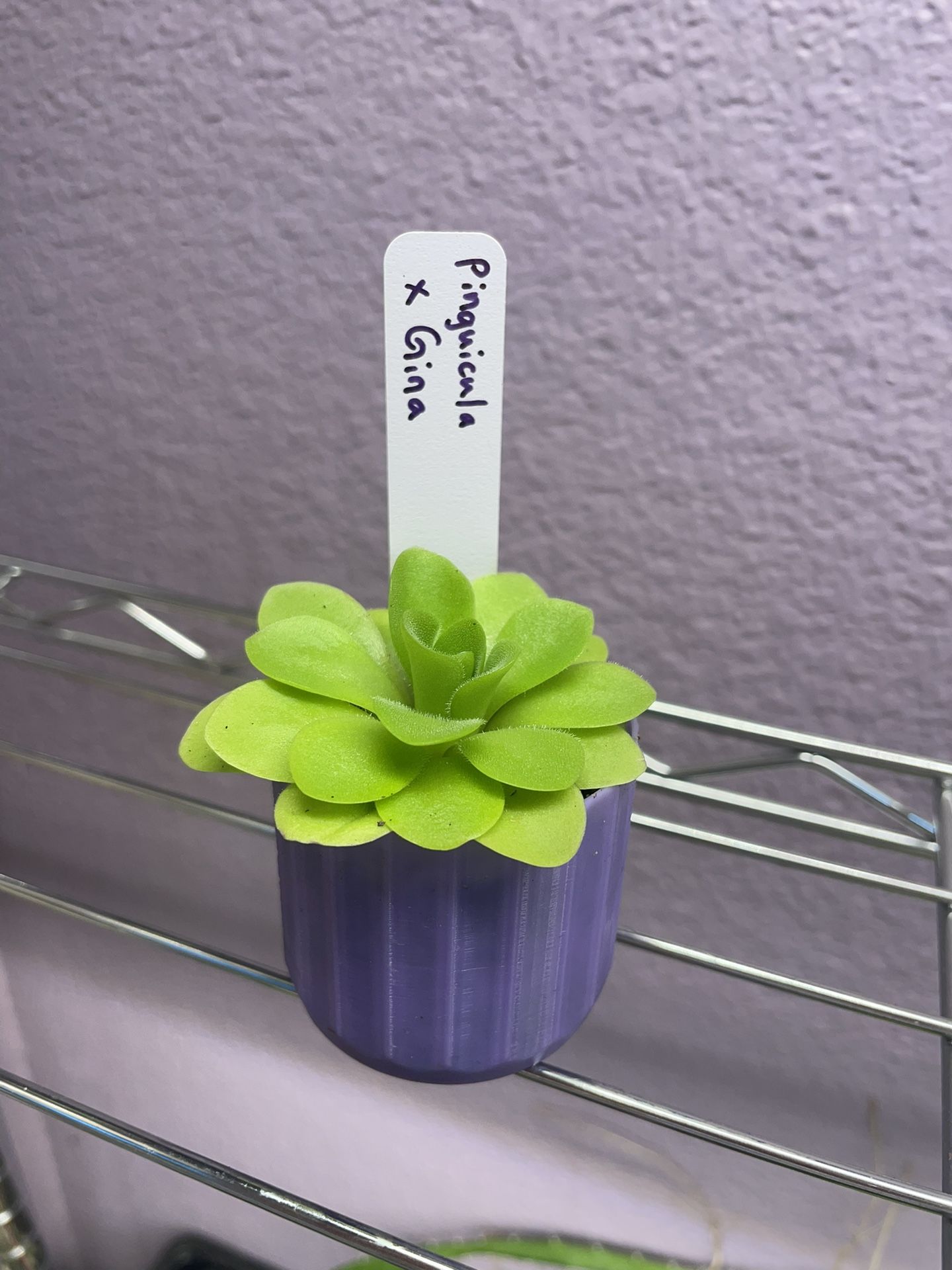 Pinguicula x Gina Butterwort Plant