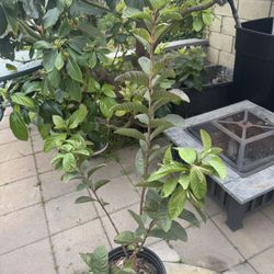Thai Guava Tree