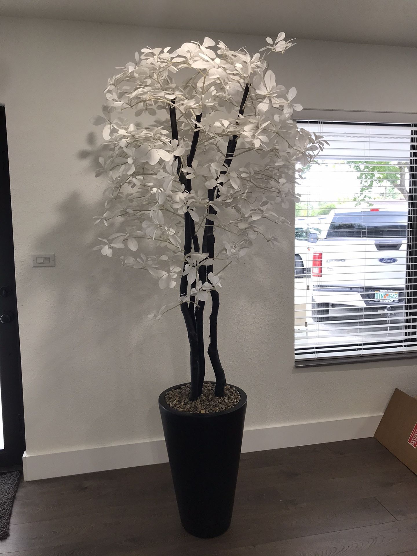 Decorative Plant
