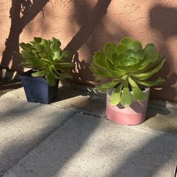 Succulent Plants 
