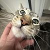 Tad