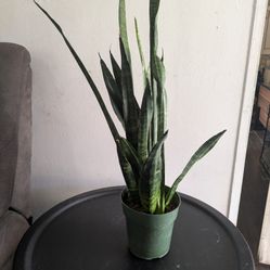 Snake Plant Ready To Be Repotted 