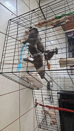Black Heavy-duty cage