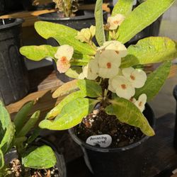 Coronas De cristo/ Crown Of Thorns