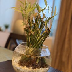 Lucky Bamboo Houseplant With Rocks And Bowl